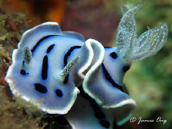 Look Carefully !!!... it's a Nudi carrying a Smiley buddy... by James Ong 